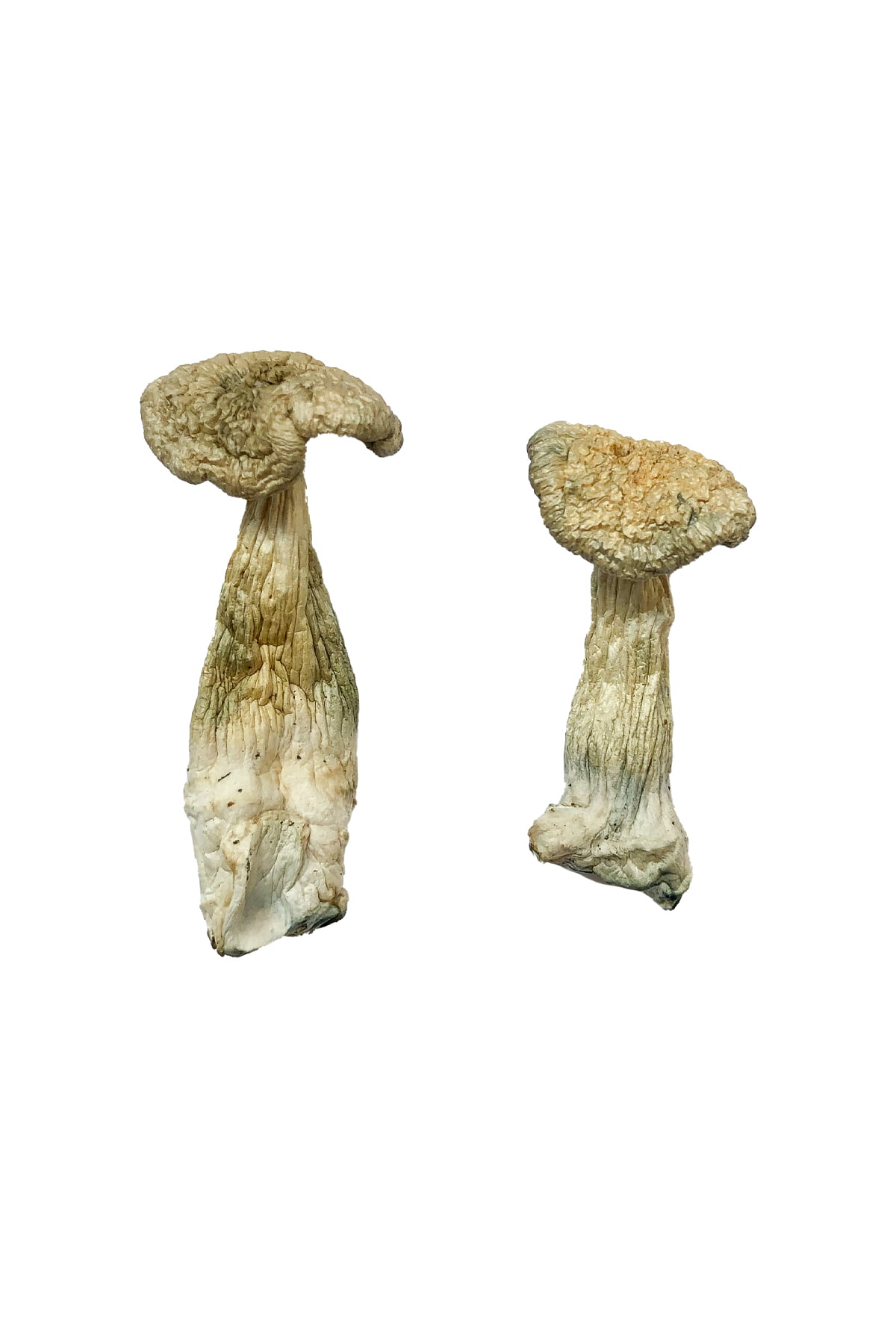 Buy Leucistic Burma Magic Mushrooms