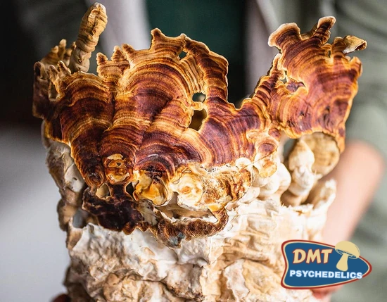 Stay Wyld Organics – Reishi Mushroom Capsules (Bottle of 90)