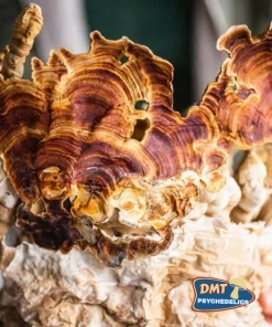 Stay Wyld Organics – Reishi Mushroom Powder (70g)