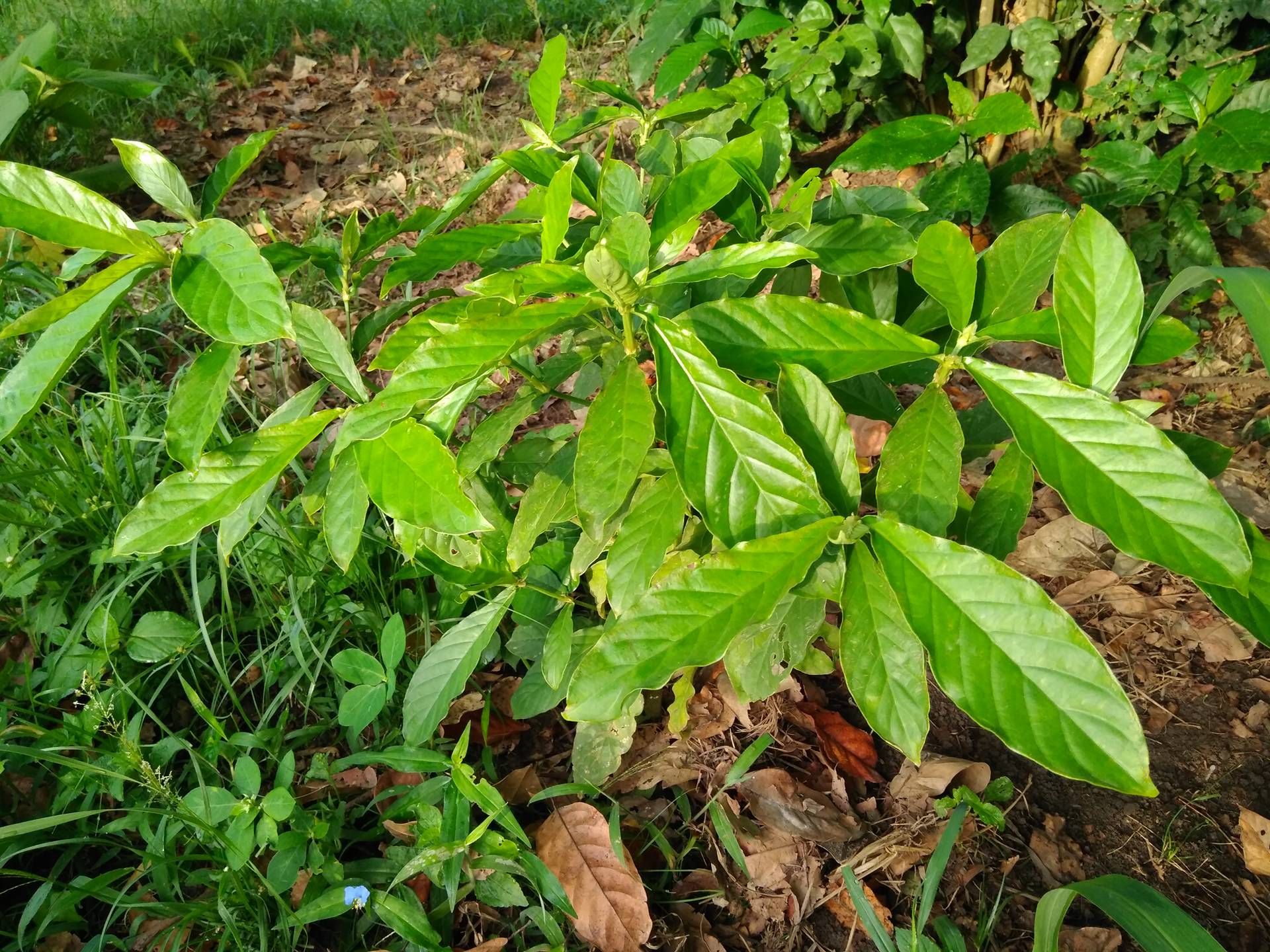 Buy Psychotria viridis (chacruna) leaves - Image 2