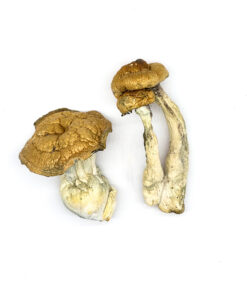 DC Mak Magic Mushrooms for sale