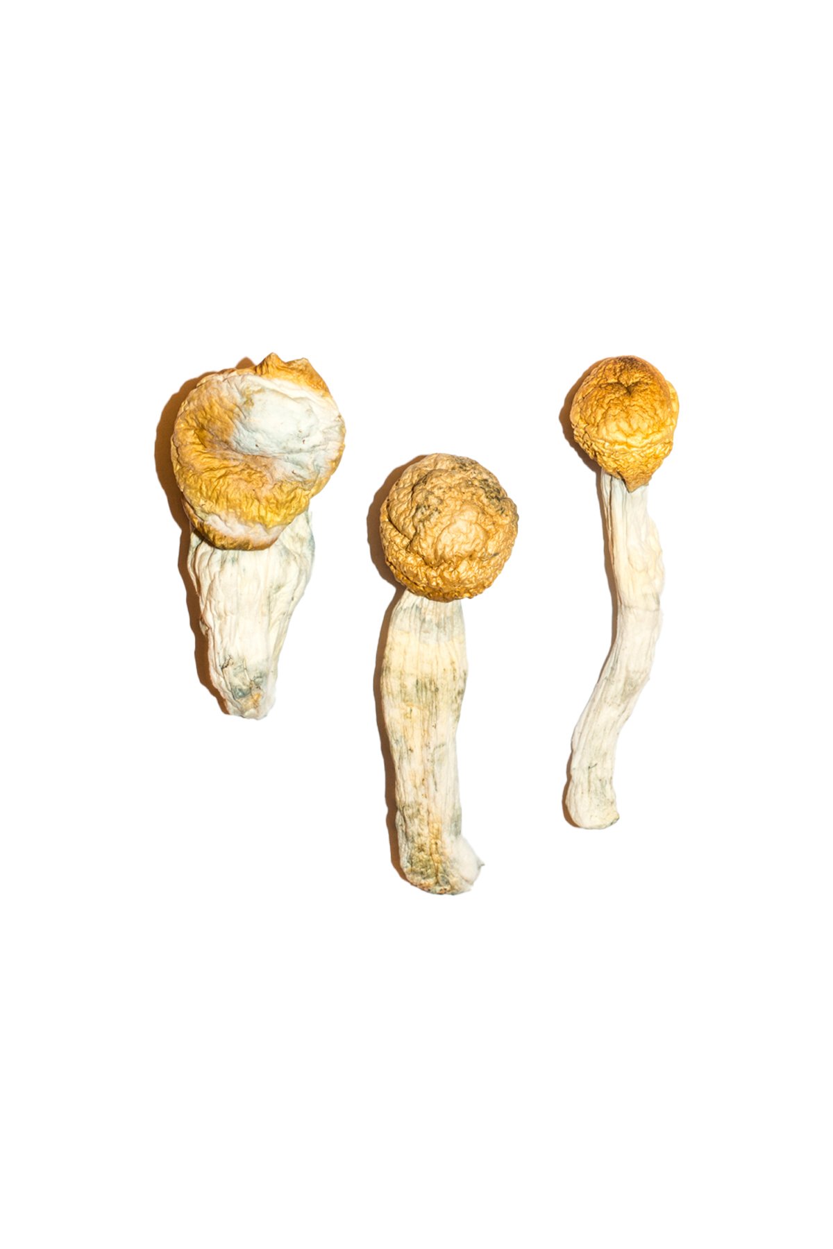 Penis Envy Magic Mushrooms For Sale