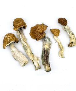 Alternative view of DC Mak Magic Mushrooms