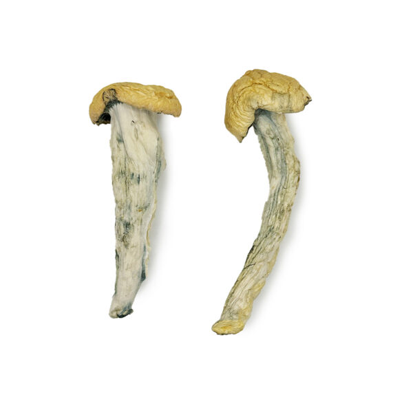 Fo Dawg Magic Mushrooms For Sale - Image 2